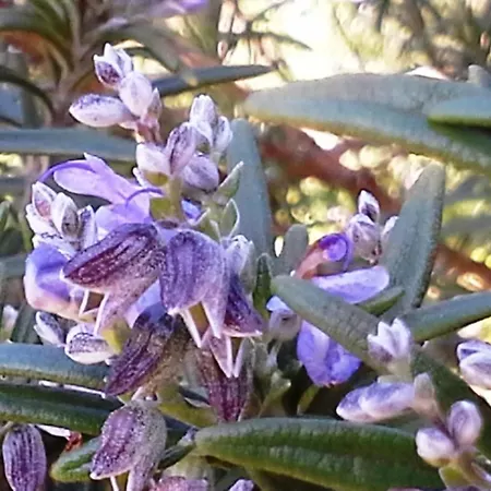 Feriehus Lugar Do Pego Tondela