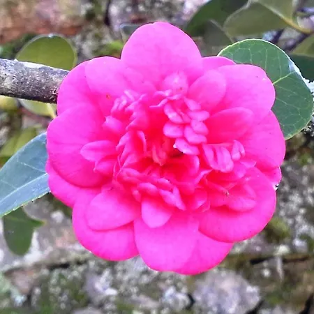 Lugar Do Pego 別荘