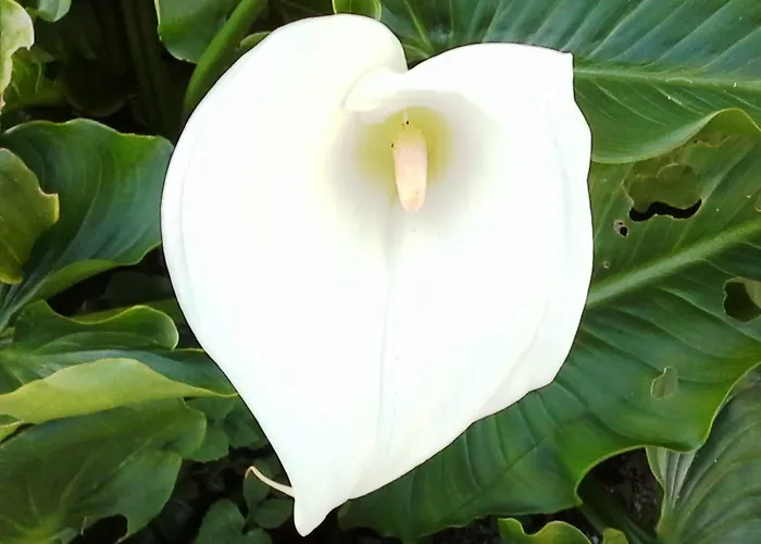 Lugar Do Pego Hébergement de vacances Tondela